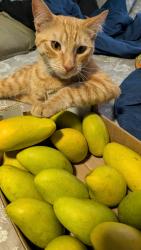 Lost Male Cat last seen Alondra, Compton, CA 90221