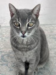 Reunited Male Cat last seen 18th and Sherbourne Drive, Los Angeles, CA 90035