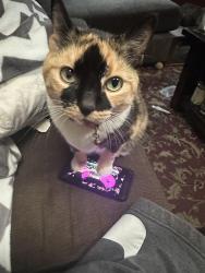 Reunited Female Cat last seen Near Street and Northern Boulevard, Woodside, Queens, NY 11377