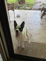 Found/Stray Female Dog last seen Timberwilde elementary, San Antonio, TX 78250