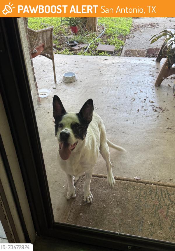 Found/Stray Female Dog last seen Timberwilde elementary, San Antonio, TX 78250