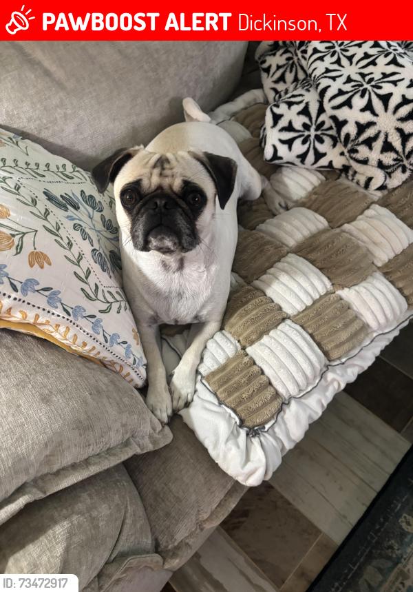 Lost Female Dog last seen The Landing and 517, Dickinson, TX 77539