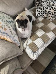 Lost Female Dog last seen The Landing and 517, Dickinson, TX 77539