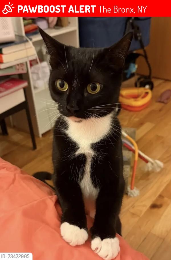 Lost Female Cat last seen went in alley way of the address, The Bronx, NY 10468