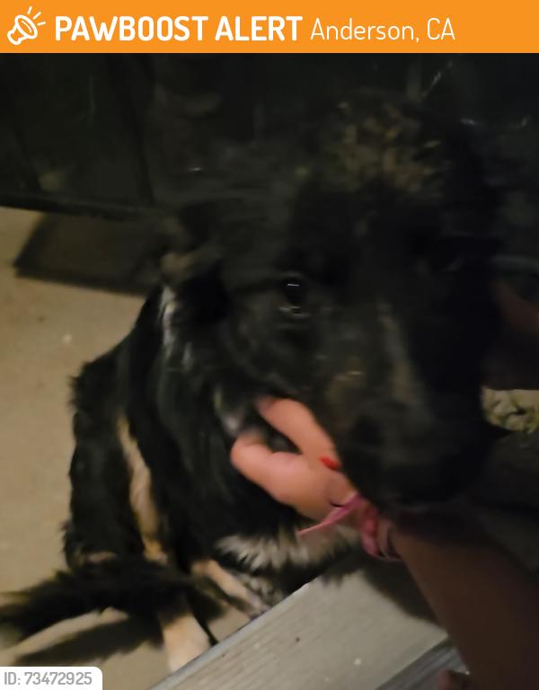Found/Stray Female Dog last seen Balls Ferry Rd, Anderson, CA 96007