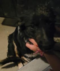 Found/Stray Female Dog last seen Balls Ferry Rd, Anderson, CA 96007