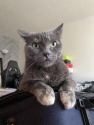 Reunited Female Cat last seen Kipling place/ terrace drive, Oxnard, CA 93033