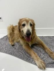 Reunited Female Dog last seen Avocado elementary school, Homestead, FL 33033