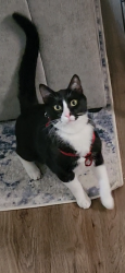 Reunited Male Cat last seen Greenway and Hall blv, Beaverton, OR 97008