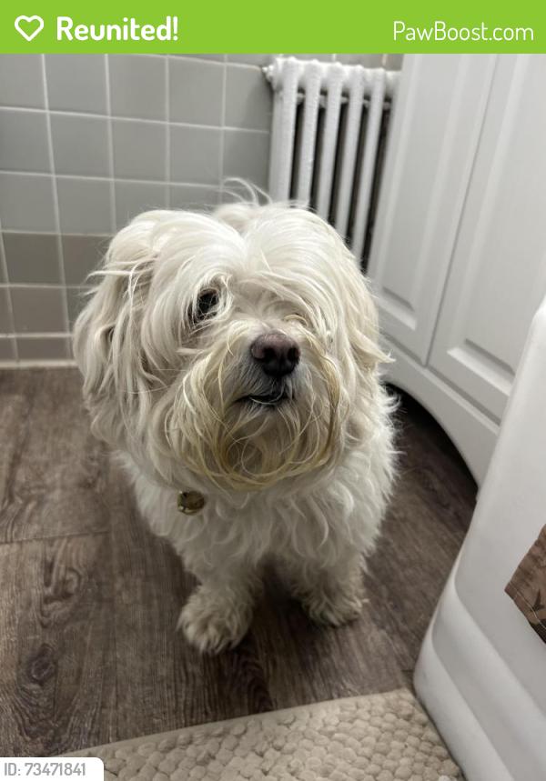 Reunited Male Dog last seen Flushing near Northern Blvd, Queens, NY 11358