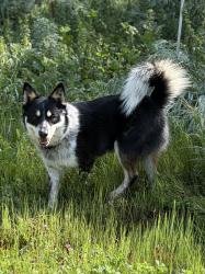 Reunited Male Dog last seen Cool Valley Rd / Cole Grade Rd, Valley Center, CA 92082