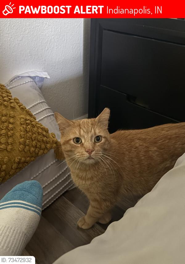 Lost Male Cat last seen belle union ct, Indianapolis, IN 46113