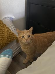 Lost Male Cat last seen belle union ct, Indianapolis, IN 46113
