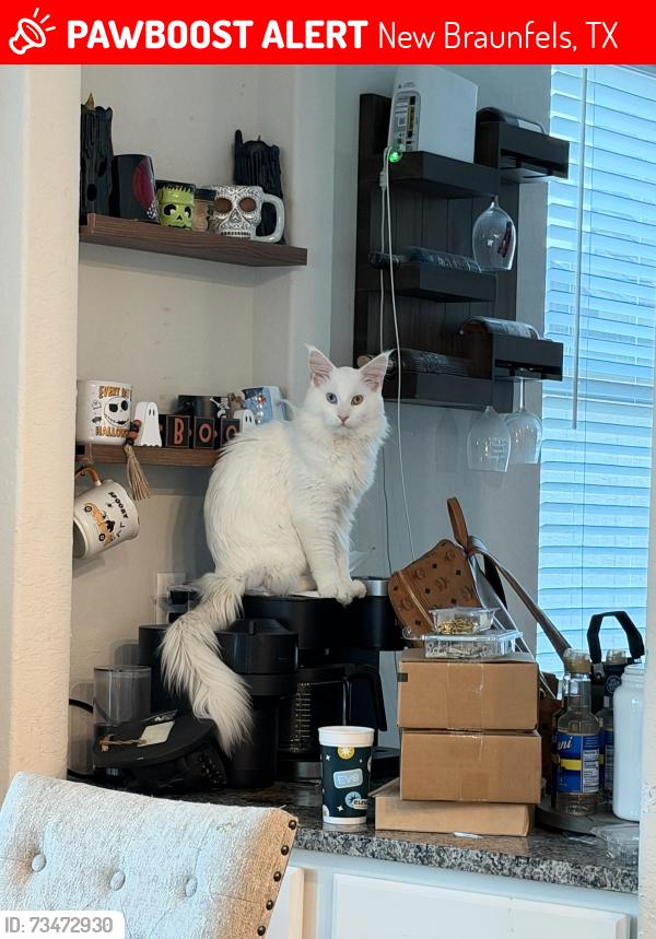 Lost Male Cat last seen Sixtree and morlanga, New Braunfels, TX 78130