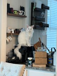 Lost Male Cat last seen Sixtree and morlanga, New Braunfels, TX 78130