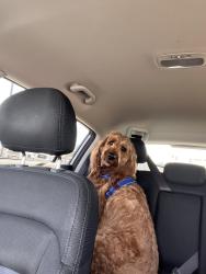 Lost Male Dog last seen New beginnings church, Leicester, NC 28748