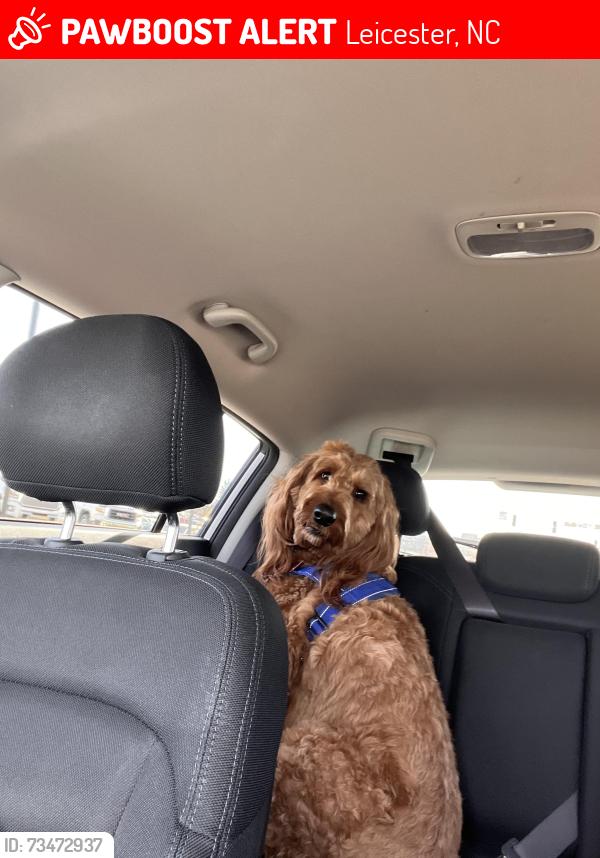 Lost Male Dog last seen New beginnings church, Leicester, NC 28748