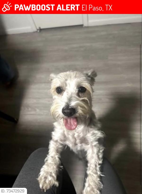 Lost Female Dog last seen Diana Dr and Hercules Ave, El Paso, TX 79904