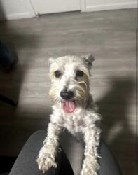 Lost Female Dog last seen Diana Dr and Hercules Ave, El Paso, TX 79904