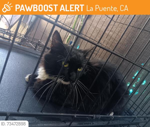 Found/Stray Male Cat last seen Amar rd, La Puente, CA 91790