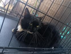 Found/Stray Male Cat last seen Amar rd, La Puente, CA 91790