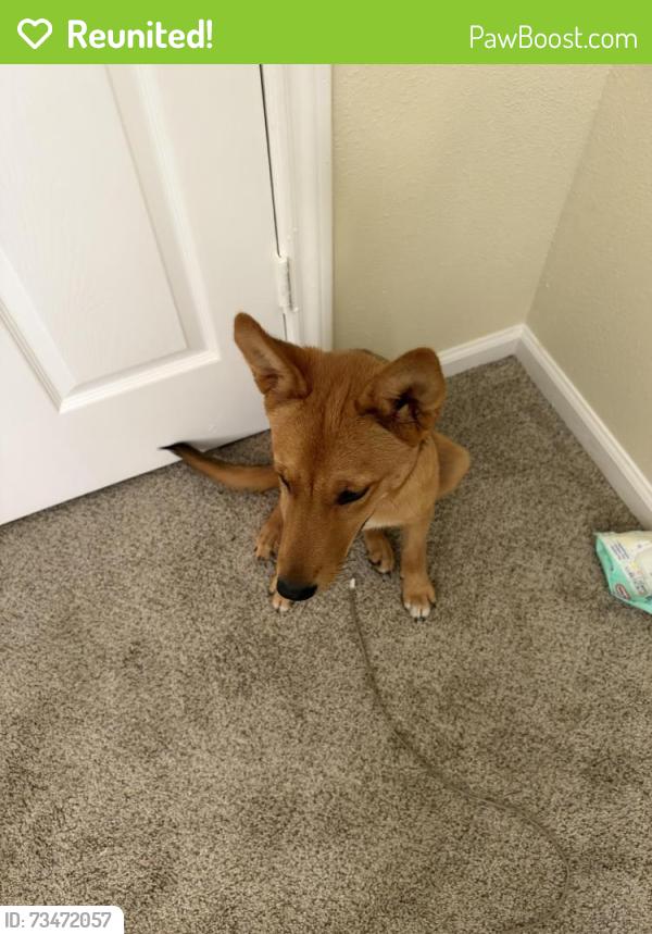 Reunited Female Dog last seen N Shirley and N bates checked the area but she has left, Alvin, TX 77511