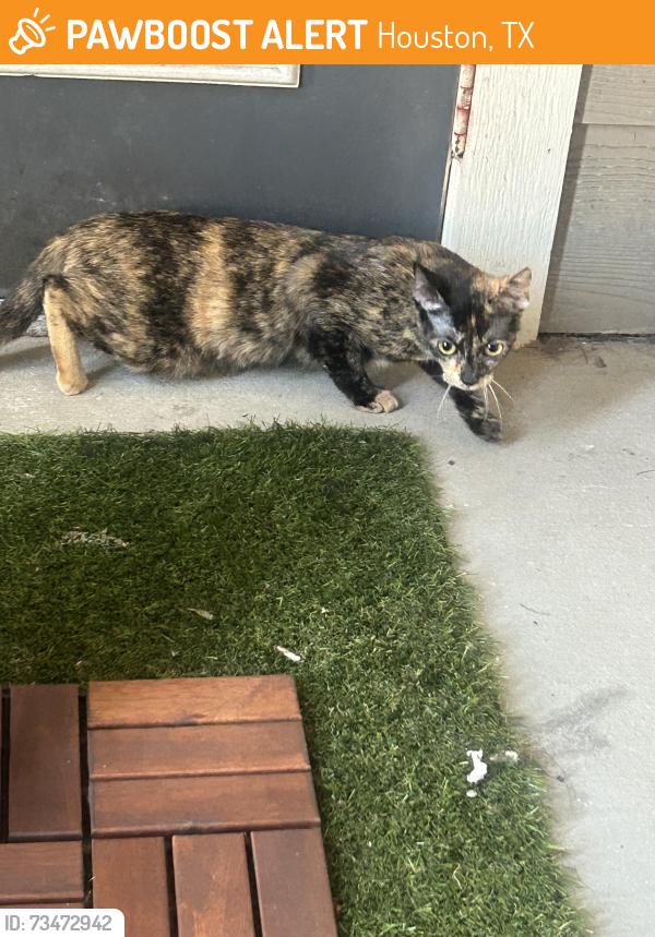 Found/Stray Unknown Cat last seen 2nd floor of Hardy Yards apmts, Houston, TX 77026