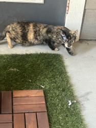 Found/Stray Unknown Cat last seen 2nd floor of Hardy Yards apmts, Houston, TX 77026