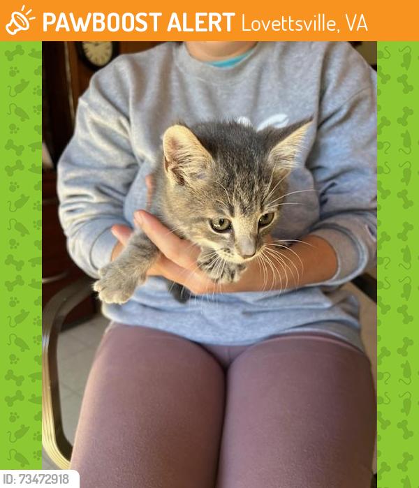 Found/Stray Unknown Cat last seen Berlin Turnpike and Morrisonville road, Lovettsville, VA 20180