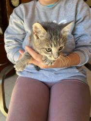 Found/Stray Unknown Cat last seen Berlin Turnpike and Morrisonville road, Lovettsville, VA 20180