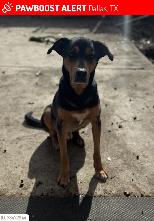 Lost Male Dog last seen McAdams & Edgefield, Dallas, TX 75224