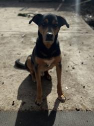 Lost Male Dog last seen McAdams & Edgefield, Dallas, TX 75224