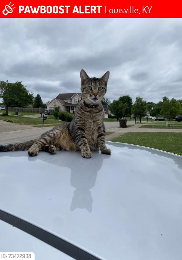 Lost Male Cat last seen driveway near bridlevista road, Louisville, KY 40228