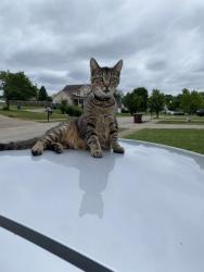 Lost Male Cat last seen driveway near bridlevista road, Louisville, KY 40228
