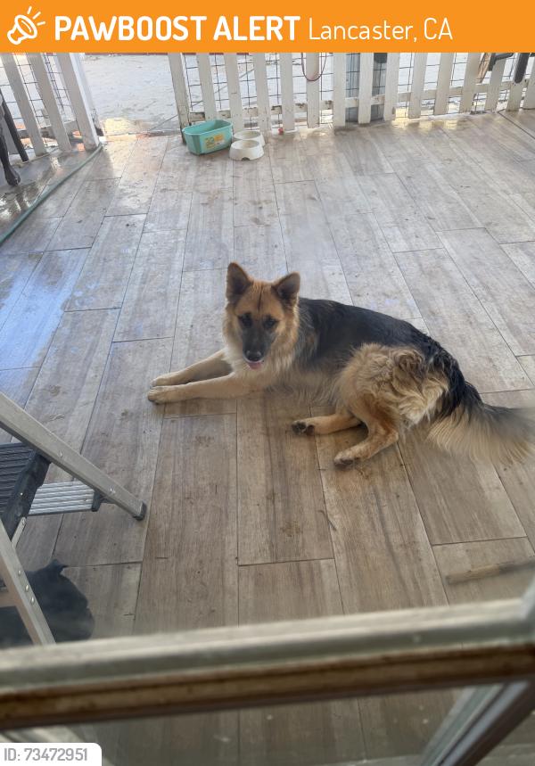 Found/Stray Unknown Dog last seen Ave k and 17th st East, Lancaster, CA 93535