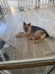 Found/Stray Unknown Dog last seen Ave k and 17th st East, Lancaster, CA 93535