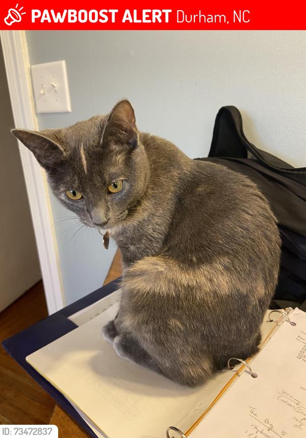 Lost Female Cat last seen Near Hillandale golf Course, Durham, NC 27705