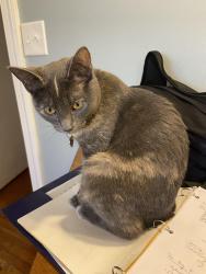 Lost Female Cat last seen Near Hillandale golf Course, Durham, NC 27705