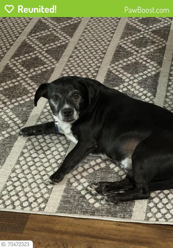 Reunited Male Dog last seen Muirfield Dr, Turnberry, Navarre, FL 32566