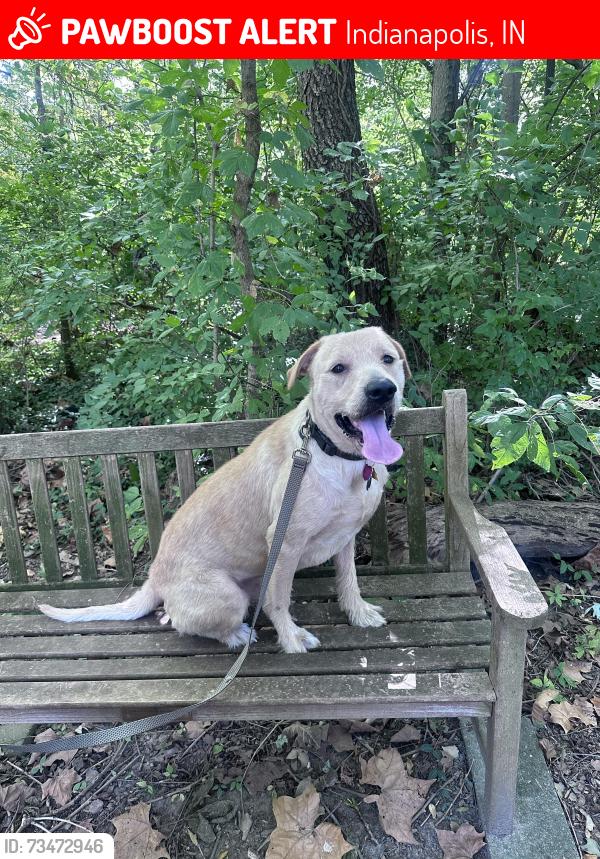 Lost Male Dog last seen W 31st & Clifton, Indianapolis, IN 46208