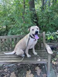 Lost Male Dog last seen W 31st & Clifton, Indianapolis, IN 46208