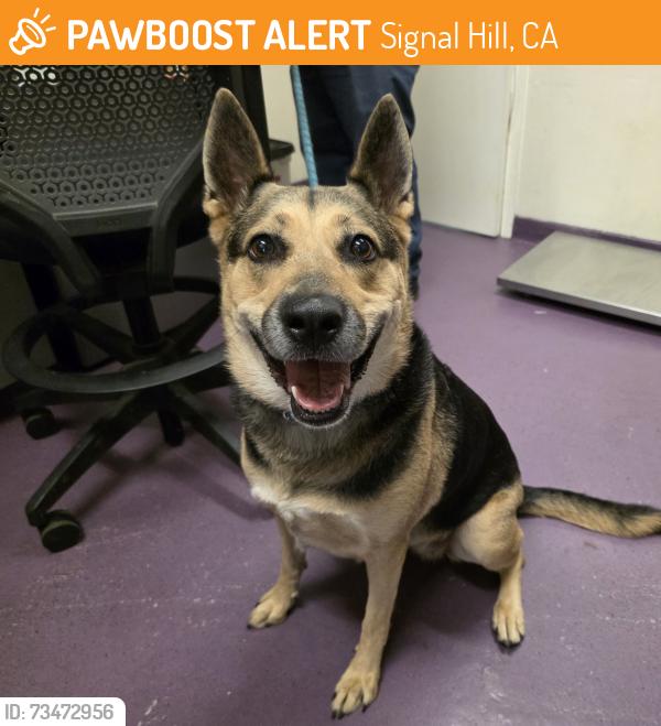 Found/Stray Female Dog last seen Near Junipero Ave, Signal Hill, CA 90755, Signal Hill, CA 90755