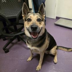 Found/Stray Female Dog last seen Near Junipero Ave, Signal Hill, CA 90755, Signal Hill, CA 90755