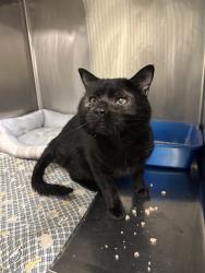 Shelter Stray Male Cat last seen Near BLOCK W BELLO AVE, WEST VALLEY CITY UT 84128, 4522 W 3500 S, West Valley City, UT 84120, USA