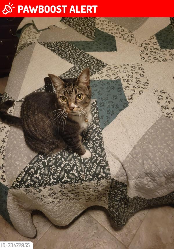 Lost Female Cat last seen Crumbl cookie, costco, Palm Beach Gardens, FL 33403