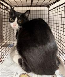 Shelter Stray Female Cat last seen , 3201 Lacy St, Los Angeles, CA 90031, USA