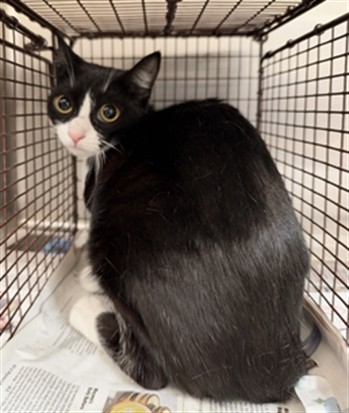 Shelter Stray Female Cat last seen , 3201 Lacy St, Los Angeles, CA 90031, USA