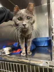 Shelter Stray Male Cat last seen Near BLOCK W 3100, 4522 W 3500 S, West Valley City, UT 84120, USA