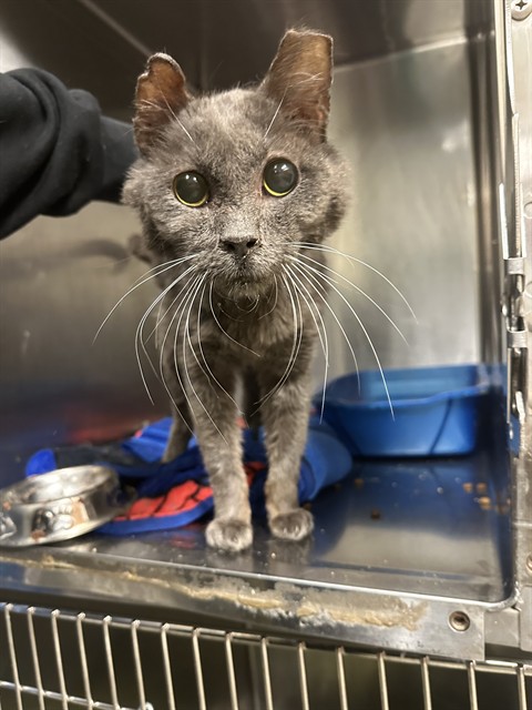 Shelter Stray Male Cat last seen Near BLOCK W 3100, 4522 W 3500 S, West Valley City, UT 84120, USA
