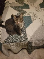 Lost Female Cat last seen Crumbl cookie, costco, Palm Beach Gardens, FL 33403